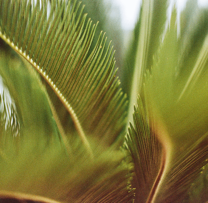 Fotografia de natureza